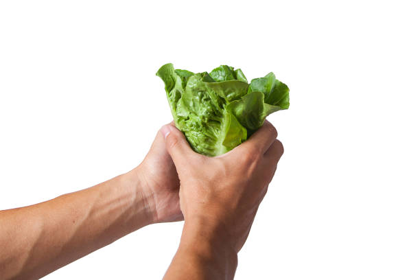 Salad leaf. Lettuce isolated