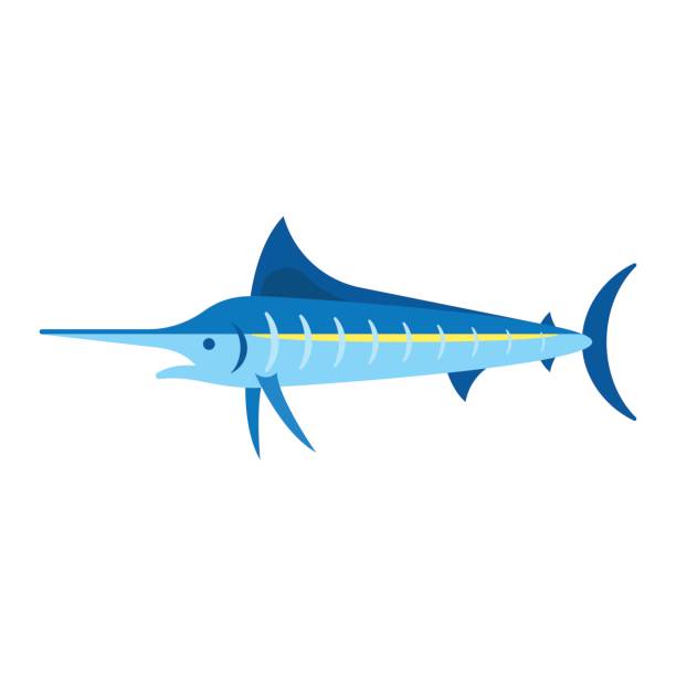 ilustrações de stock, clip art, desenhos animados e ícones de vector flat style illustration of marlin - marlin sailfish nature saltwater fish