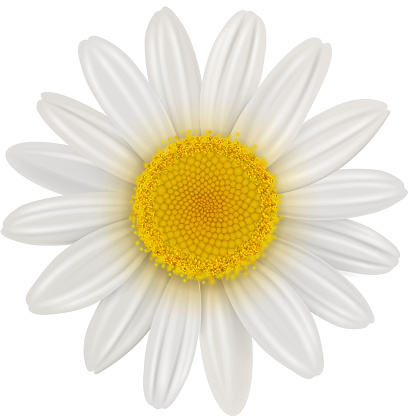 Daisy flower isolated, vector illustration.