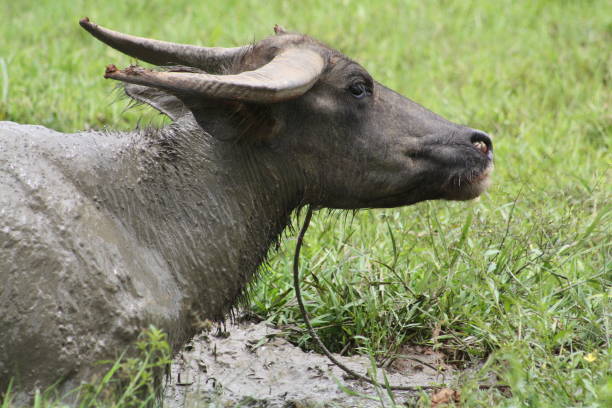 istock Carabao Carabao (Bubalus bubalis carabanesis) 645512350