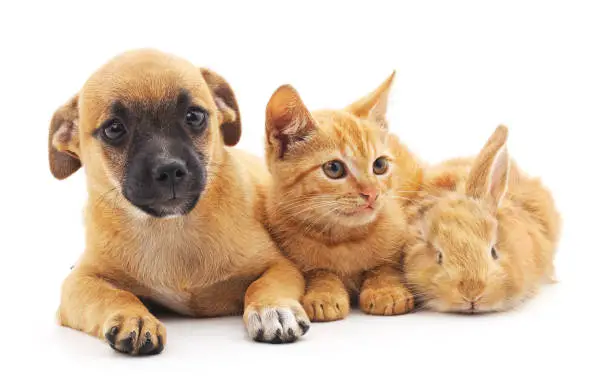 Photo of Red puppy, kitten and bunny.