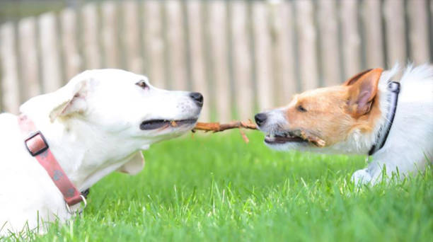 istock Two dogs playing tug-of-war 645515588
