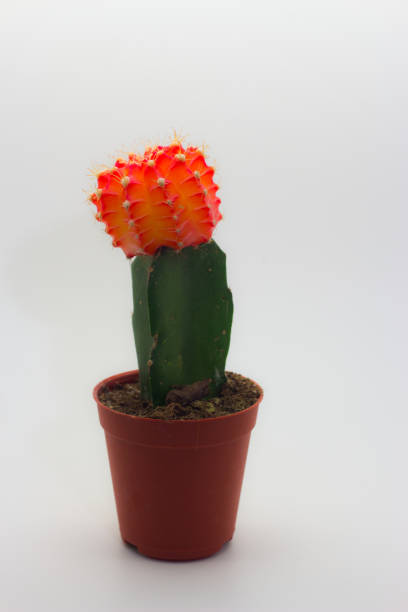 istock little red show cactus on white backgroud 645518186
