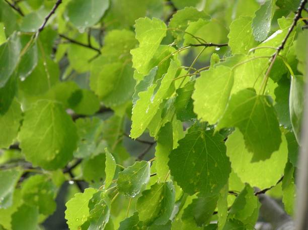 istock leaves of aspen poplar 645518496