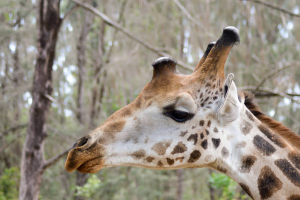 istock Head of giraffes in a park 645521744