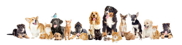 istock group of pets on a white background 645521870