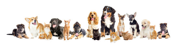istock group of dogs and cats on a white background 645521874