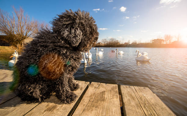 istock Hungarian Puli dog on the dock 645522318