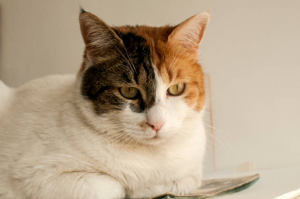 istock Head of female cat 645525098