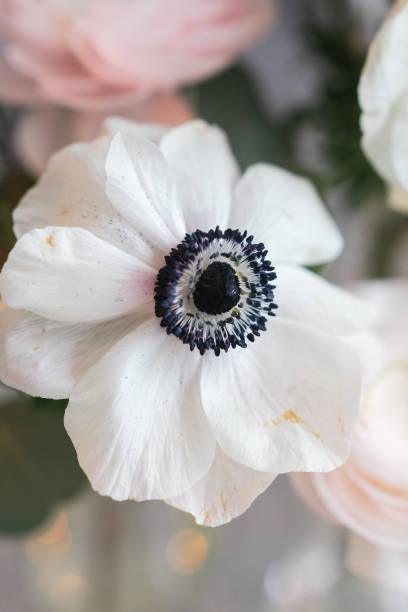 istock wedding decor. festive decor. white anemone close up 645531644