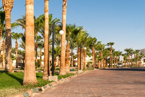 istock Alley with palm trees on a tropical resort in Egypt 645537238