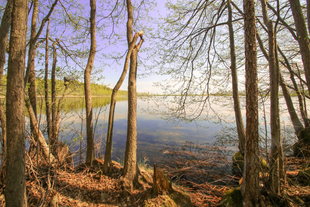 istock Spring sun magic bright forest beautiful sunny blue sky lake 645537604
