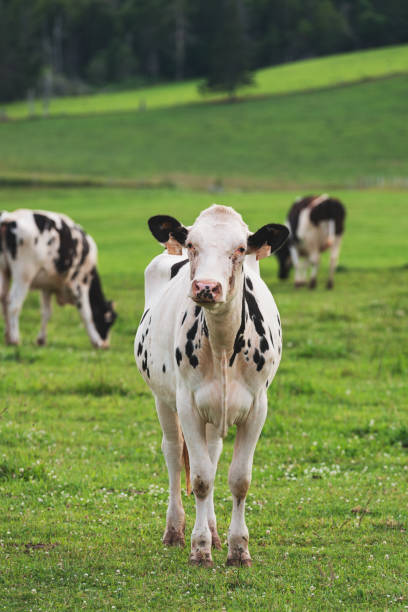 istock Cows on Family Farm 645549320