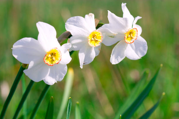 istock Beautiful white narcissus flower on a green spring meadow 645555176