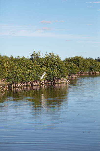 istock Crane. Mangrove swamp. 645558932