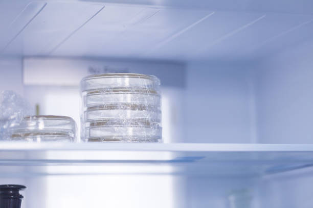 istock petri dish stacked in the frige 645563770