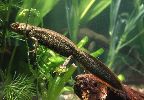 Female crested newt with eggs