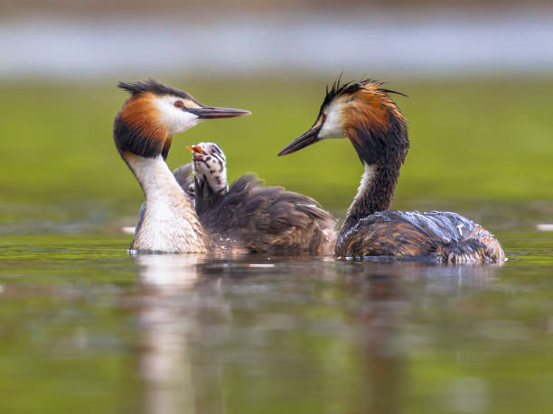 Pair Great crested grebe swimming with chicks Pair of Great crested grebe (Podiceps cristatus) female swimming with chicks on back. This is a water bird noted for its elaborate mating display. great crested grebe stock pictures, royalty-free photos & images