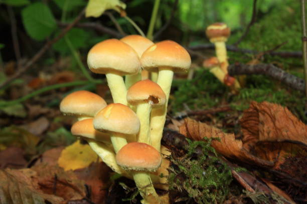 istock sulfur tuft or clustered woodlover mushroom 645566838