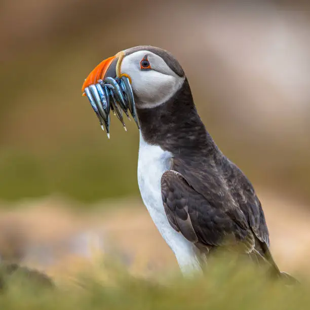 Puffin (Fratercula arctica) with beek full of sandeels on its way to nesting burrow in breeding colony