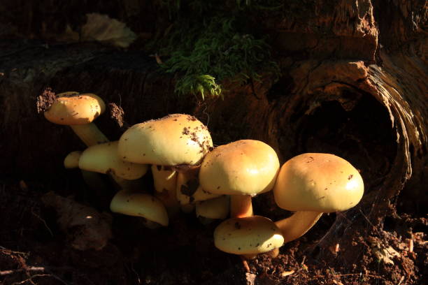 istock sulfur tuft or clustered woodlover mushroom 645567588