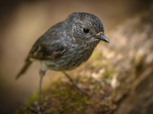 istock Cute New Zealand robin looking 645567712