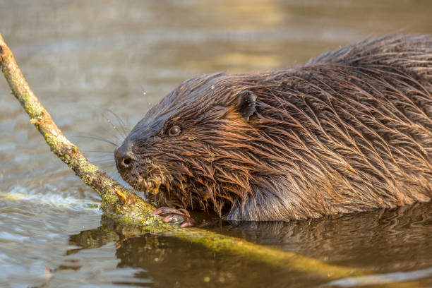 Eurasian beaver in water
