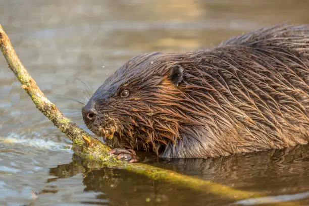 Photo of Eurasian beaver in water