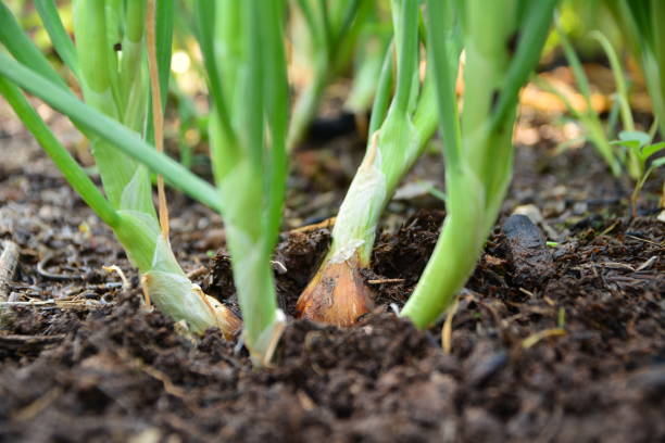 istock freshly harvested spring onions, vegetable of Thailand 645569866