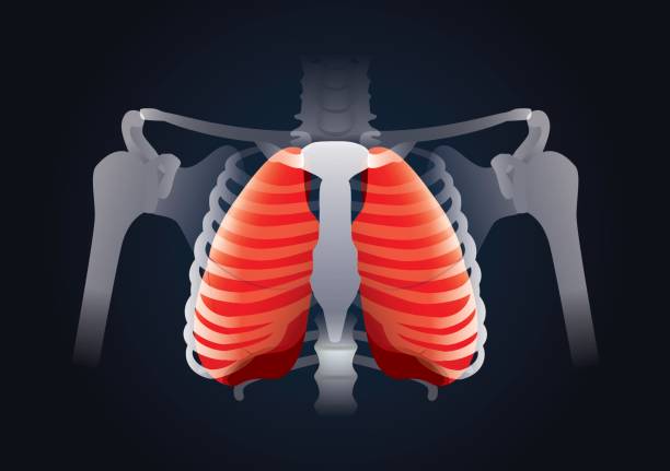 Red Lung in human rib cage on black. Red Lung in human rib cage on black. This illustration about human respiratory System. sternum stock illustrations
