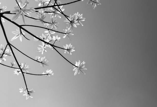 istock freshness leaves on sky and sunlight background 645570220
