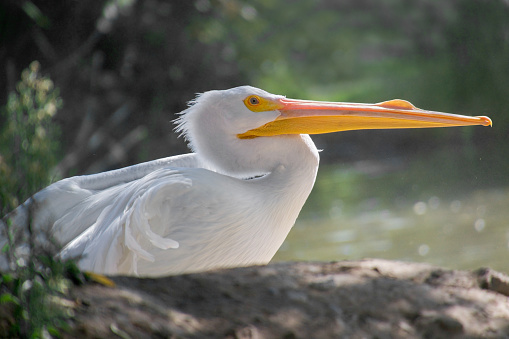 Selective focus on white american pelican (Pelecanus erythrorhynchos) in profile, resting