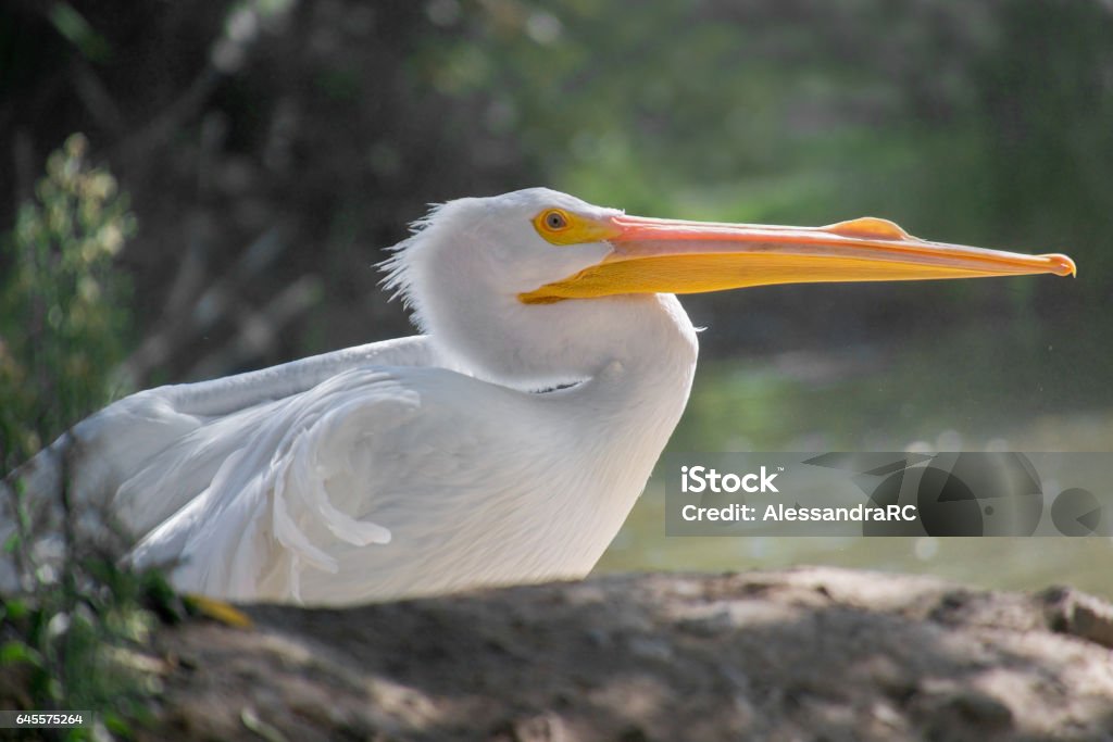 Profile of American Pelican Selective focus on white american pelican (Pelecanus erythrorhynchos) in profile, resting American White Pelican Stock Photo