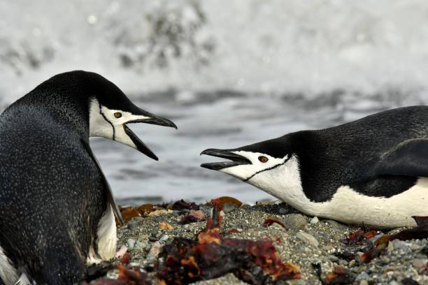 Chinstrap Penguins A pair Penguins fight on a beach in the South Shetland Islands, Antarctica penguins fighting stock pictures, royalty-free photos & images