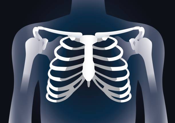 ilustrações de stock, clip art, desenhos animados e ícones de human rib cage in x-ray image concept. - x ray x ray image shoulder human arm