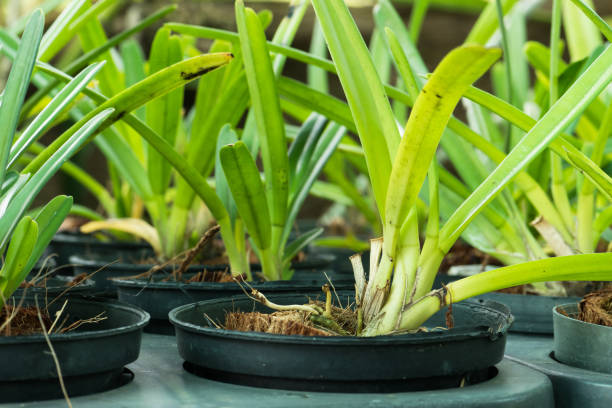 istock Wild orchid dendrobium in nursery 645578692
