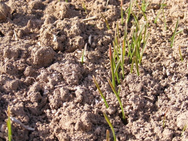 istock New sprouted wheat sprouts on the field 645578922