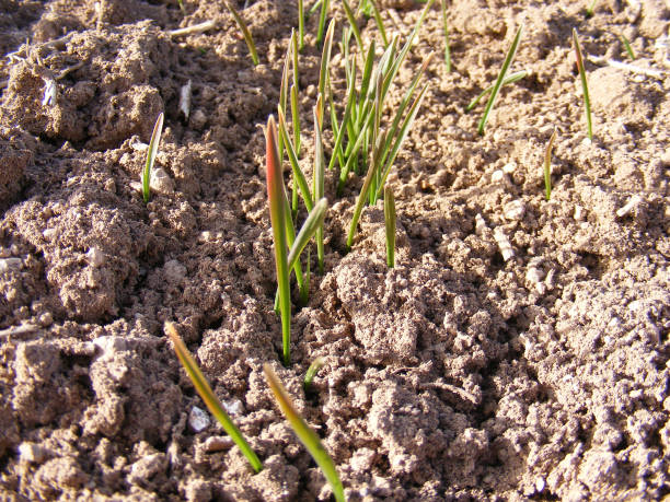 istock New sprouted wheat sprouts on the field 645581028