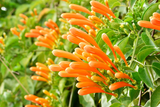 istock Trumpet flower or flame flower, Fire-cracker vine at garden 645581032