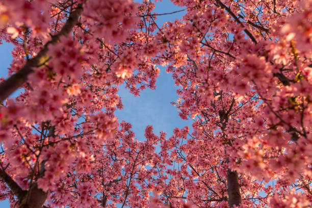 Blue Skies and Cherry Blossoms stock photo
