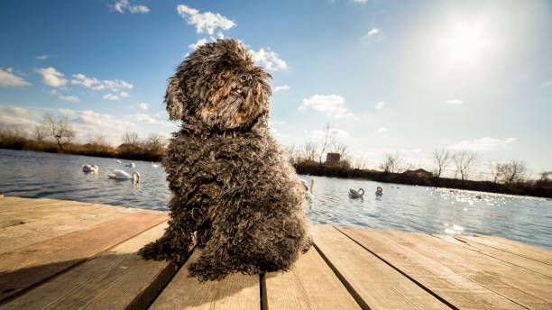istock Hungarian Puli dog sitting on the dock 645584172