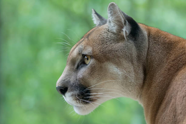 puma / berglöwe beobachten beute - puma raubkatze stock-fotos und bilder