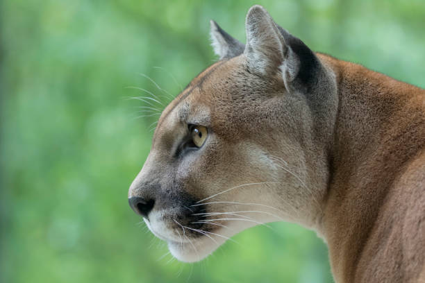 Cougar / Mountain Lion watching prey stock photo