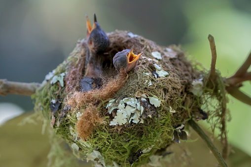 Two Baby Purple-Throated Mountain Gem Hummingbirds in Nest; photographed in the Cloudforest of Costa Rica