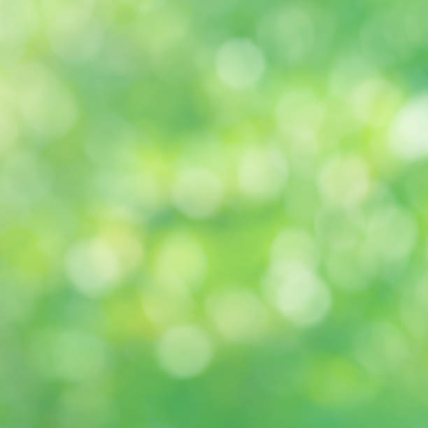 istock Bokeh of nature green background 645592090