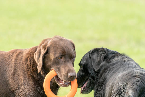 istock Two Dogs Playing with Orange Toy 645594872
