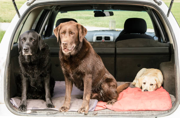 istock Three Dogs Sit in the Back of a Car 645595030