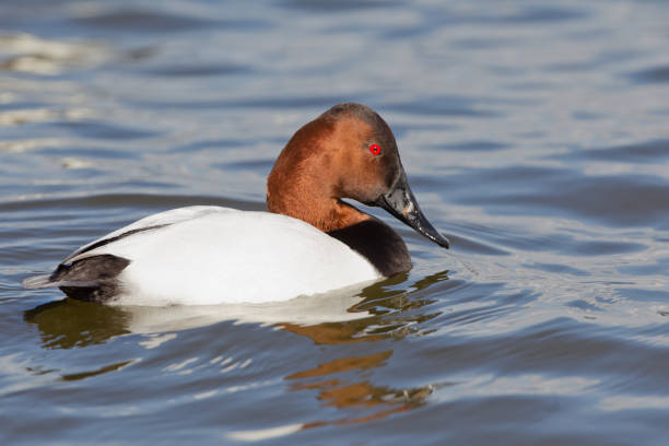 Canvasback drake duck Male canvasback swimming in river male north american canvasback duck aythya valisineria stock pictures, royalty-free photos & images