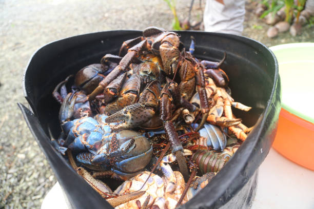 Coconut Crab Coconut crabs on Swains Island coconut crab stock pictures, royalty-free photos & images