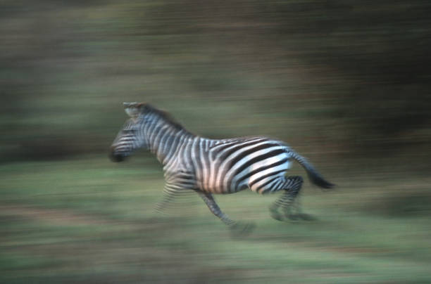istock Running wild plains zebra Lake Mburo National Park Uganda 645600978